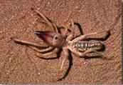 Notice anything unusual about the Camel spider?  10 legs!