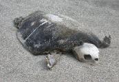 This is what happens to a fish...err, sea turtle out of water!